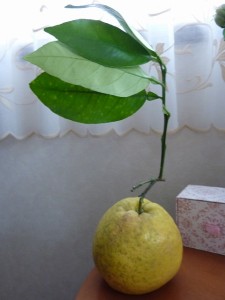 P1020971